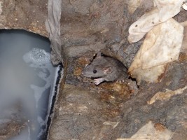 szczur w kanalizacji